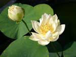 Fiore di loto - Xiao Bi Tai