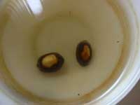 I semi nella tazza con acqua tiepida