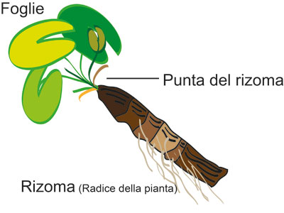 Rizoma ninfea rustica