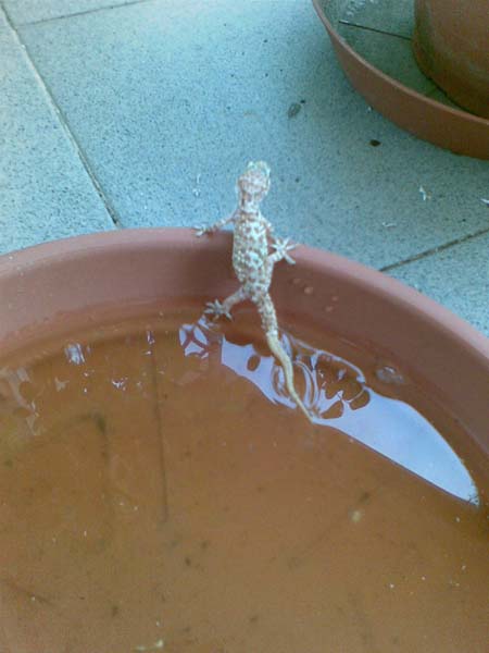 ecco una spaventosa sorpresa.......