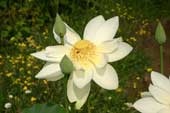 Fiore di loto Perry's Giant Sunburst