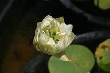 Loto Shi Huan Sha - foto 3