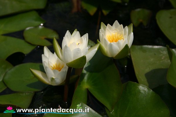 Ninfea Candida