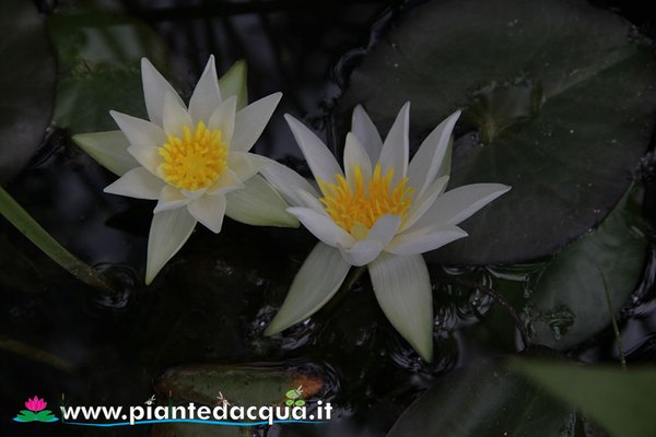 Ninfea Furio Ersetti