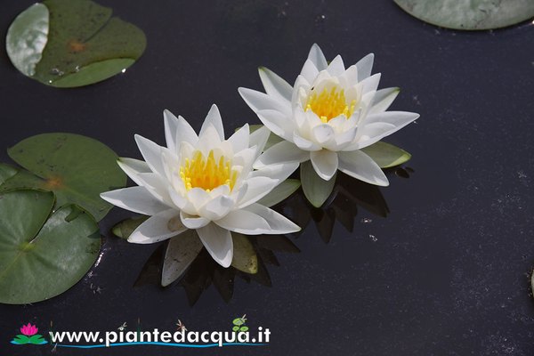 Ninfea Richardsonii