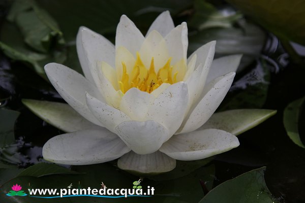 Ninfea Souvenir de Fridolfing