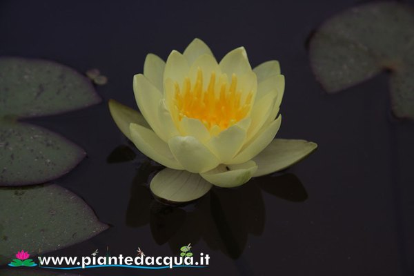 Ninfea Moorei