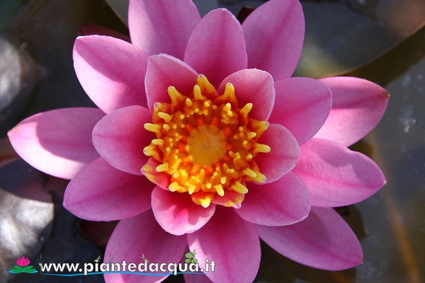 Ninfea Odorata Helen Fowler
