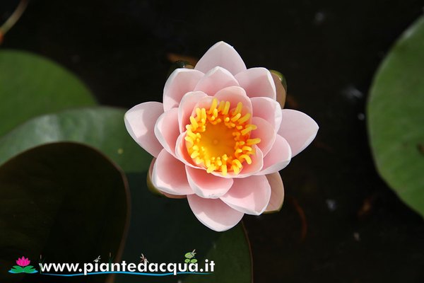 Ninfea Princess Elizabeth
