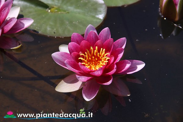 Ninfea Gloriosa