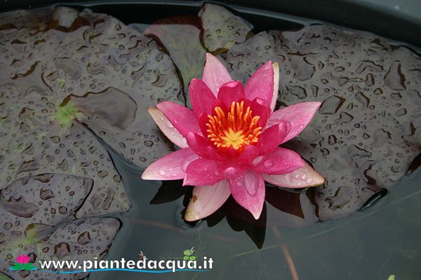 Ninfea Lucida