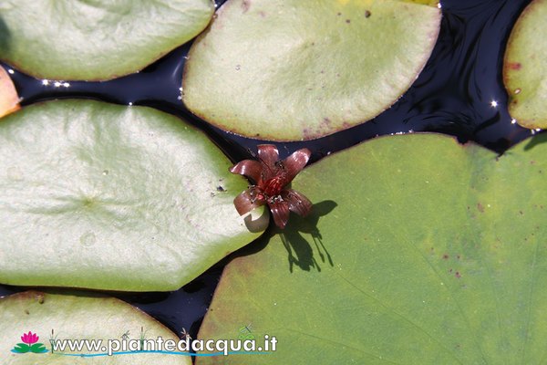 Brasenia Schreberi