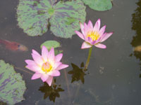 Ninfea "Apricot pink" - foto 3