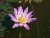 Ninfea "Apricot pink" - foto 4