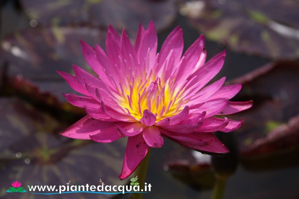 Ninfea Miami Rose