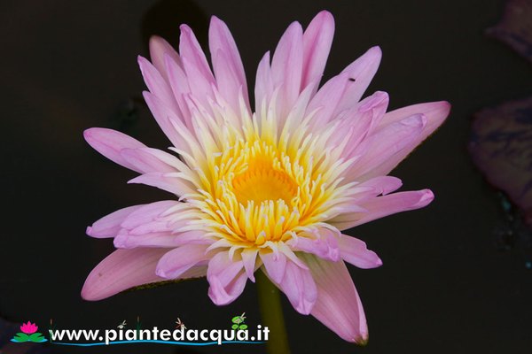 Ninfea Ostara